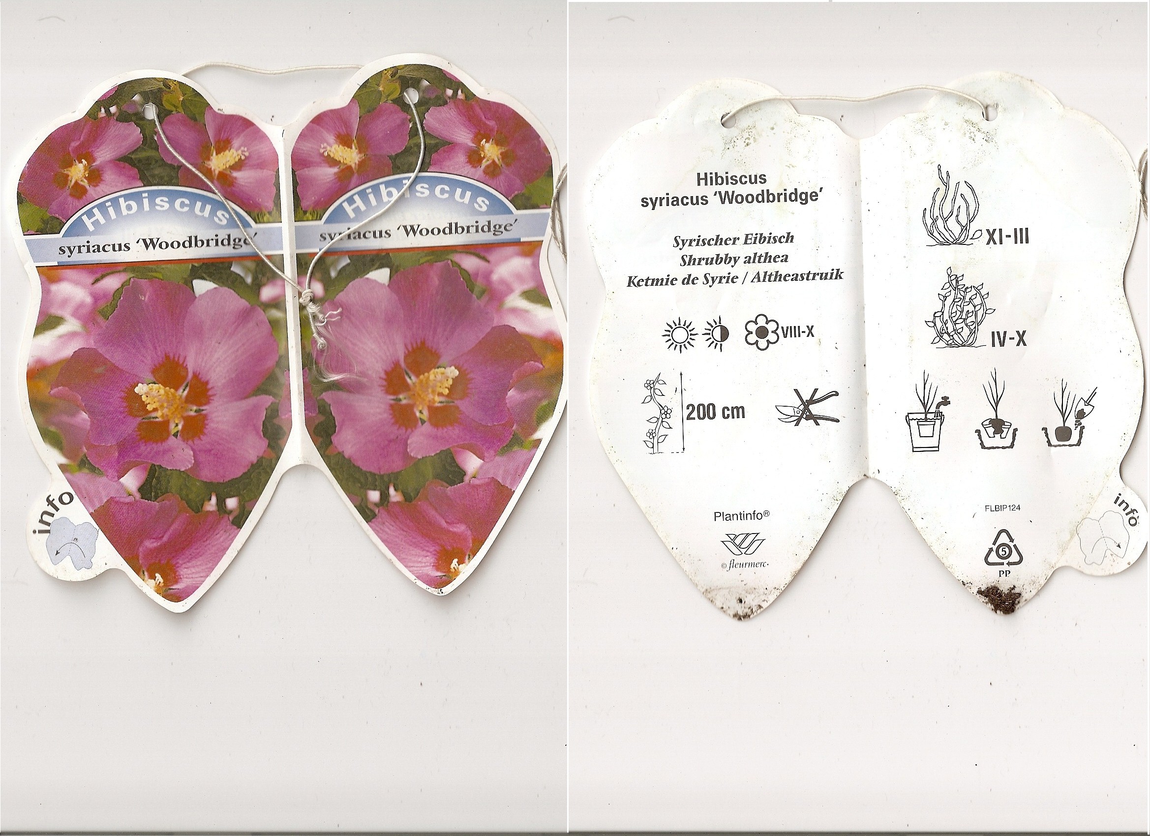 Hibiscus Syriacus Woodbridge.jpg